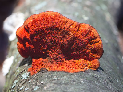 Northern Cinnabar Polypore Mushroom