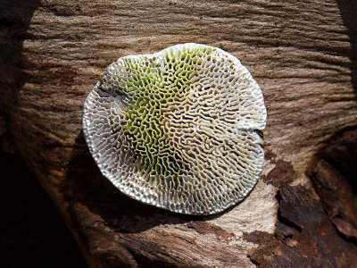 White Maze Polypore Fungus