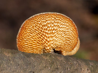 Hexagonal-pored Polypore Mushroom