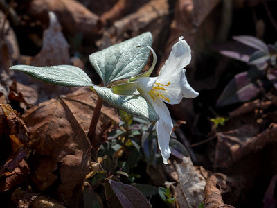 Snow Trillium