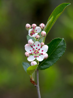 Black Chokeberry