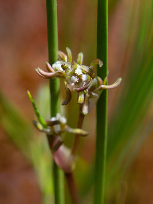 Pod Grass