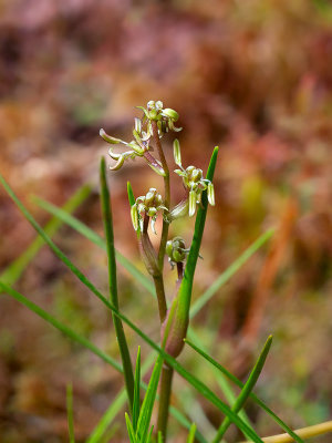 Pod Grass