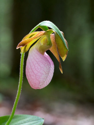 Pink Ladys Slipper