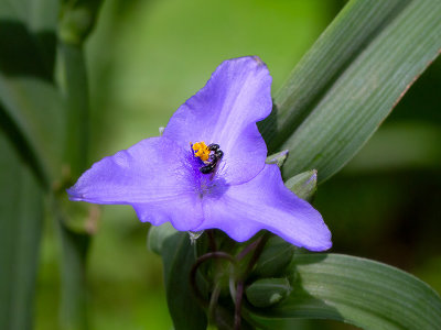 Ohio Spiderwort