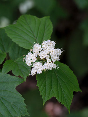 Maple-leaved Viburnum