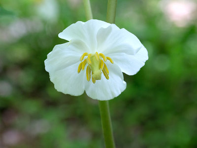 Mayapple