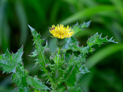 Spiny-leaved Sow Thistle