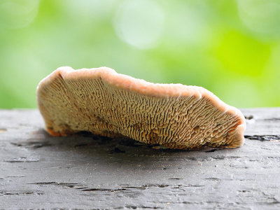 Conifer Mazegill Fungus