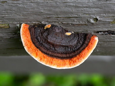 Conifer Mazegill Fungus