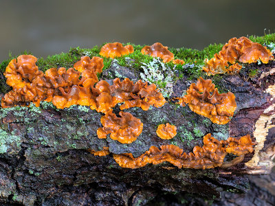 Crowded Parchment Fungus