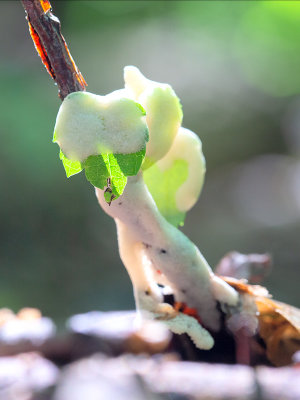 Tapioca Slime Mold