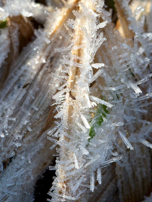 Snow Flea on Frost on Grass
