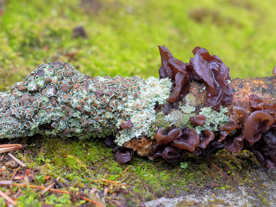 Amber Jelly Roll Fungus and Eastern Ragged-rim Lichen