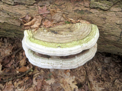 Artist's Conk Mushroom