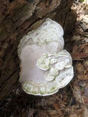 Artist's Conk Mushroom