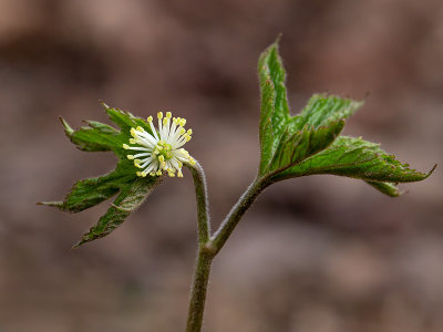 Goldenseal