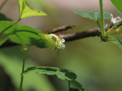 Prickly Gooseberry