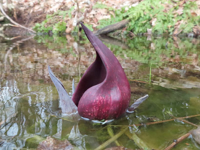 Skunk Cabbage