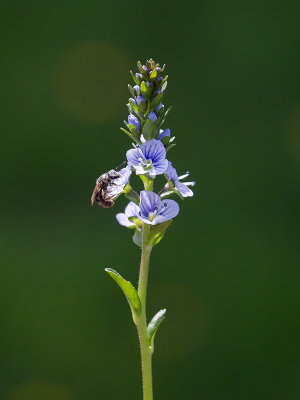 Thyme-leaved Speedwell