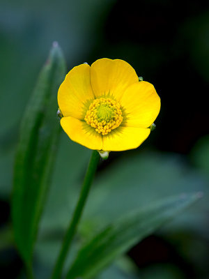 Swamp Buttercup