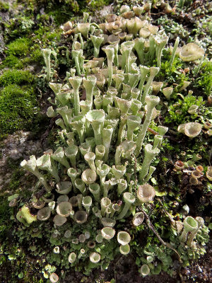 Trumpet Lichen