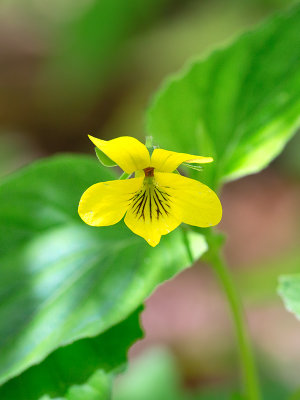 Downy Yellow Violet