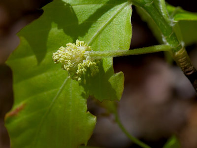 American Beech Tree Male Flower