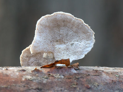 Hairy Bracket Mushroom