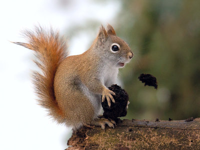 Red Squirrel with Black Walnut