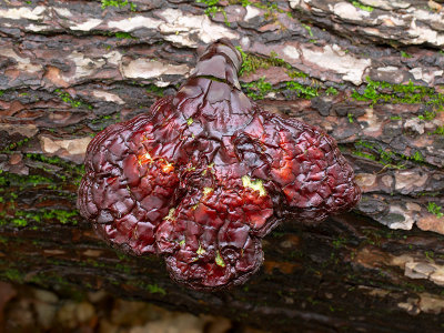 Hemlock Varnish Shelf Mushroom