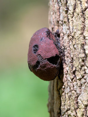 Carbon Balls Fungus