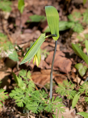 Large-flowered Bellwort