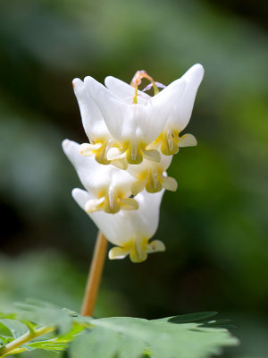 Dutchmans Breeches