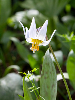 White Dogtooth Violet