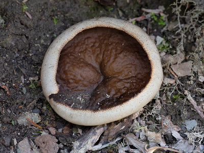 Veined Cup Mushroom