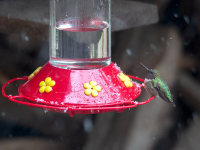 Ruby-throated Hummingbird