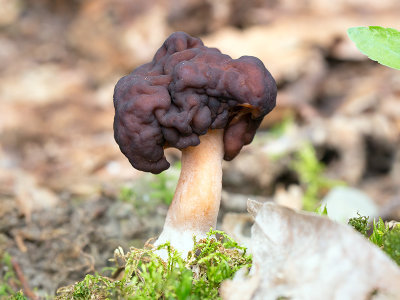 False Morel Mushroom