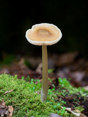 Beech Rooter Mushroom