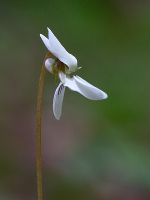 Sweet White Violet