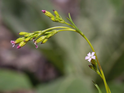 Sleepy Catchfly