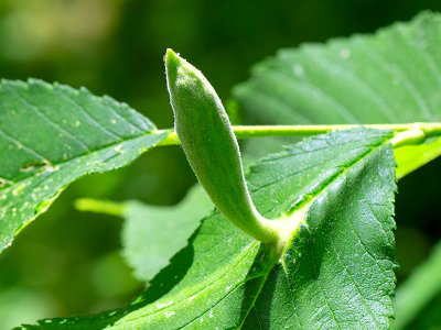 Elm Sack Gall on Slippery Elm