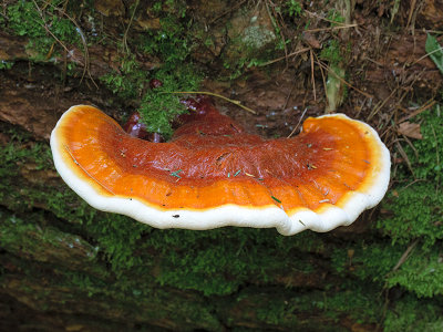 Hemlock Varnish Shelf Mushroom