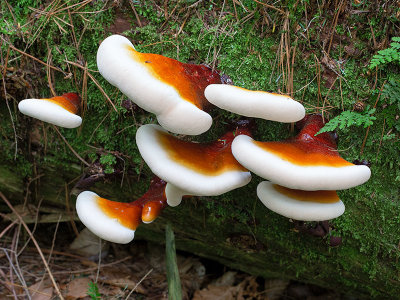 Hemlock Varnish Shelf Mushroom