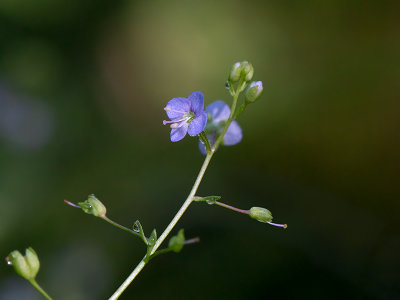 American Brooklime