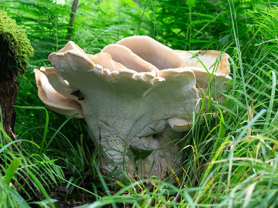 Berkeley's Polypore Mushroom