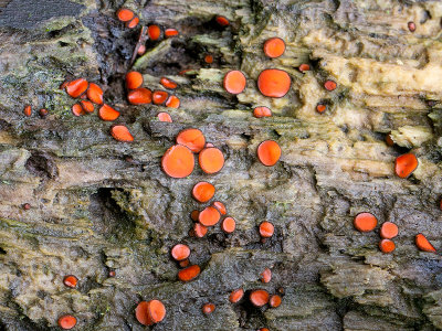 Eyelash Cup Fungus