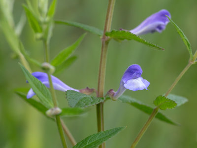 Common Skullcap