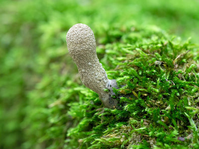 Dead Man's Finger Mushroom