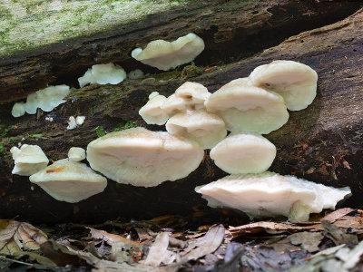 White Cheese Polypore Fungus